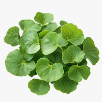 Centella