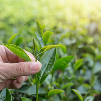 Green Tea Extract